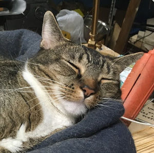 Meet your Posher, Kenzie